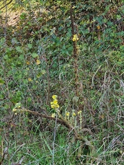 Verbascum phlomoides