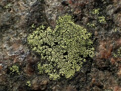 Rhizocarpon