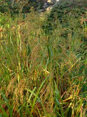 Scirpus wichurae