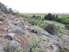 Cheilanthes eckloniana