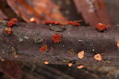 Nectria
