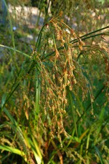 Scirpus wichurae