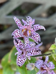 Tricyrtis hirta