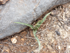 Ledebouria undulata