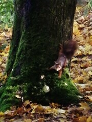 Sciurus vulgaris