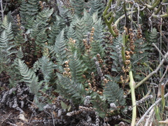 Cheilanthes eckloniana