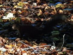 Sciurus vulgaris