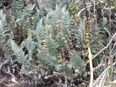 Cheilanthes eckloniana