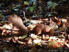 Sciurus vulgaris