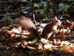 Sciurus vulgaris