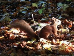 Sciurus vulgaris