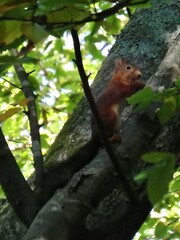 Sciurus vulgaris