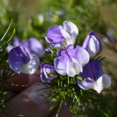 Psoralea