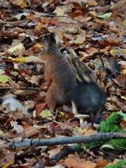Sciurus vulgaris