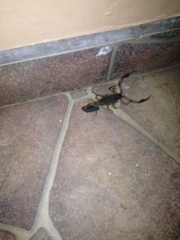 Centruroides bicolor