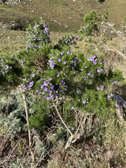 Psoralea