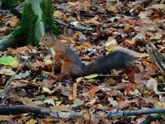 Sciurus vulgaris