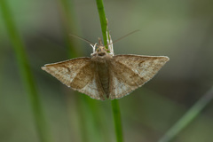 Psammotis pulveralis