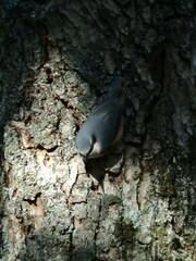Sitta europaea