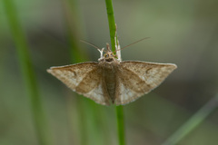 Psammotis pulveralis