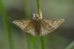 Psammotis pulveralis