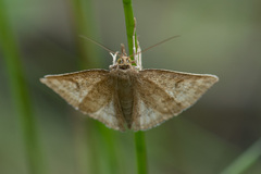 Psammotis pulveralis