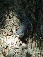 Sitta europaea