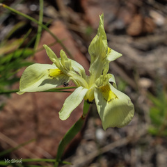Moraea anomala