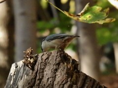 Sitta europaea