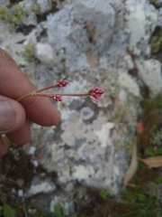 Pfaffia tuberosa