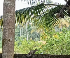 Funambulus tristriatus