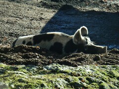 Sus scrofa domesticus