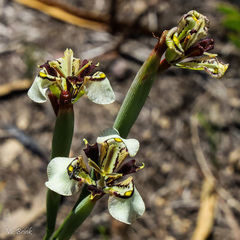 Moraea deltoidea