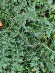 Cirsium palustre