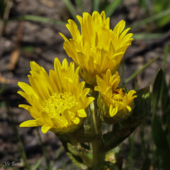 Berkheya herbacea