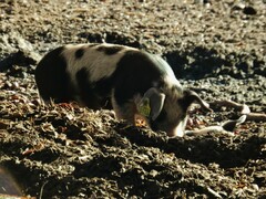 Sus scrofa domesticus
