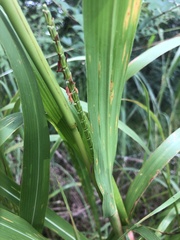 Tripsacum dactyloides