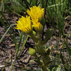 Berkheya herbacea