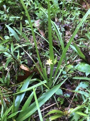 Hypoxis