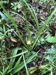 Hypoxis