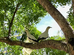 Ducula bicolor