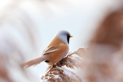 Panurus biarmicus
