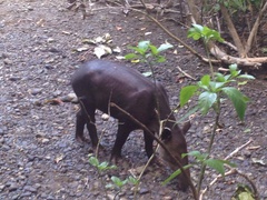 Tapirus bairdii