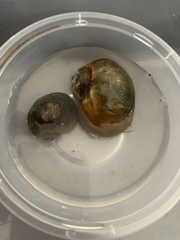 Pomacea canaliculata