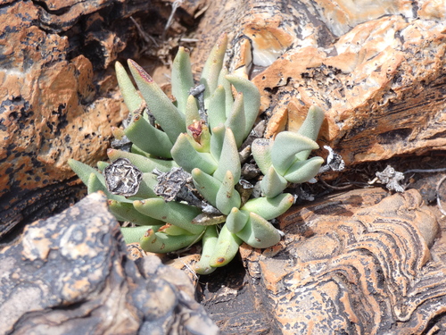 Hereroa wilmaniae L.Bolus