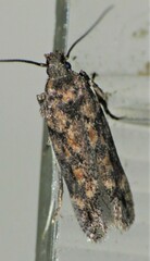 Chionodes thoraceochrella