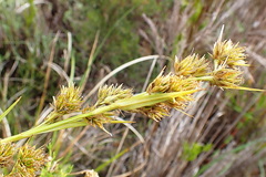 Carpha glomerata