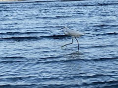 Egretta garzetta