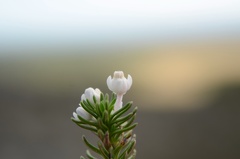 Erica calcareophila