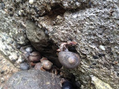 Coenobita compressus